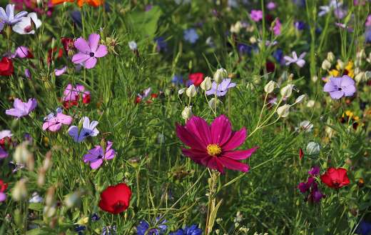 Wildflowers puzzle