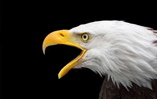 Bald eagle online