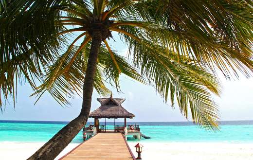 Beach dock with palm tree