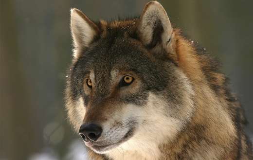 Canis lupus wolf canine online