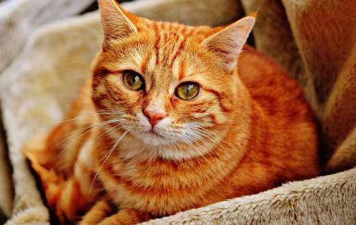 Cat face online