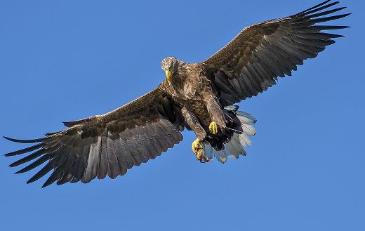 Flying eagle online