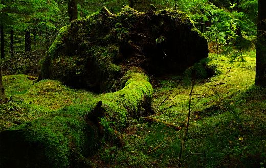 Forest mossy online