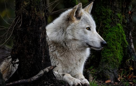 Grey wolf canine online
