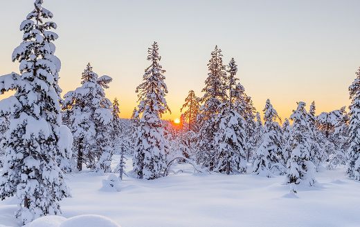 Hoar frost snowy winter
