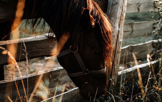 Eating horse online