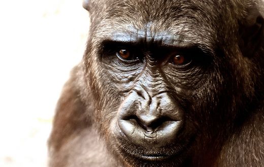 Gorilla face online