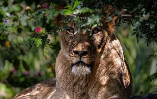 Lioness wild online