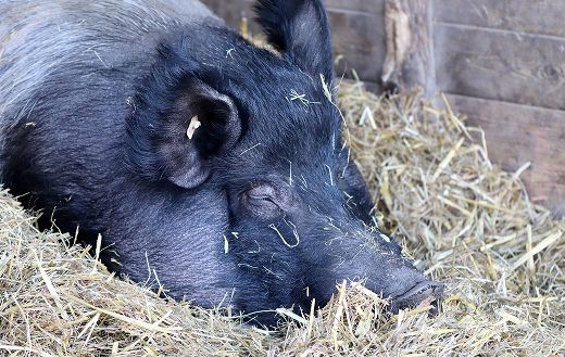 Pig barn online