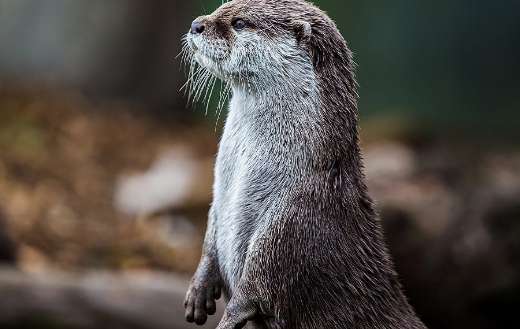 Otter online