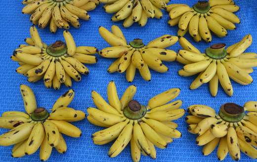Bananas online
