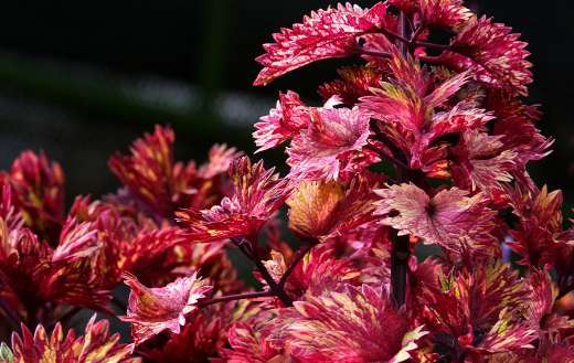 Botany plant online