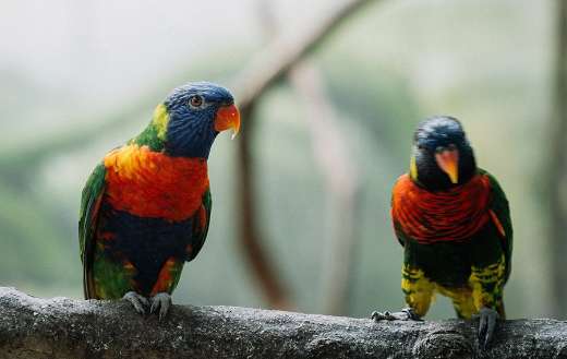 Parrots online