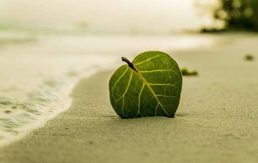 Sandy green leaf beach