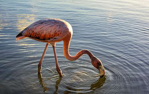 Alone flamingo lake