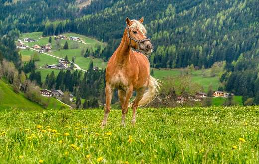 Equine horse image