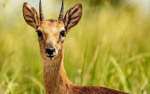 Impala Uganda kob