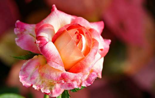 Just rosy online