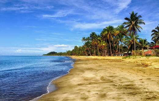 Beach sand palm trees