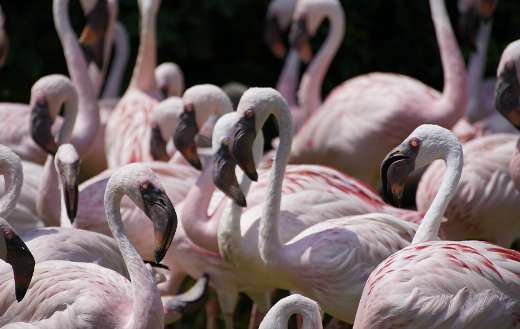 Group of flamingo puzzle