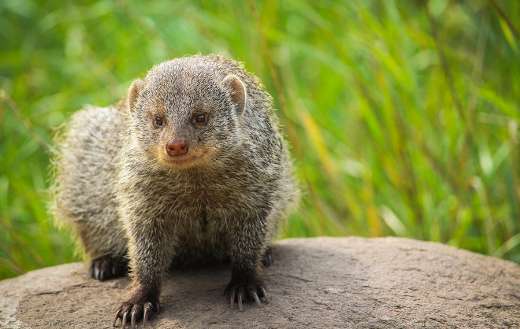 Mongoose online