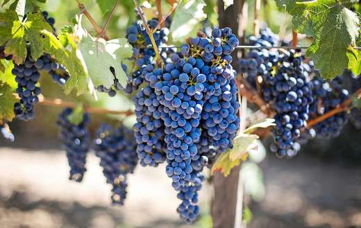 Big grapevine and grapes