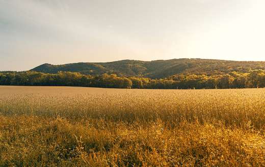 Agriculture online