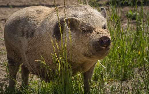 Big fat pig online