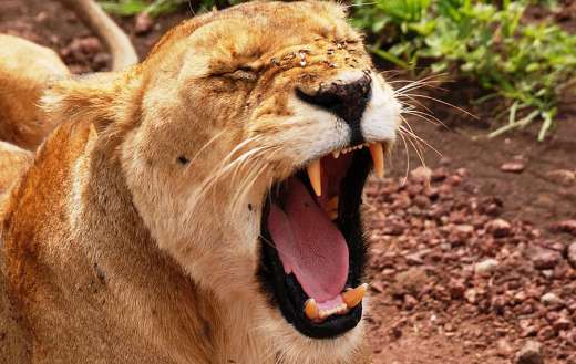 Sleepy lion online