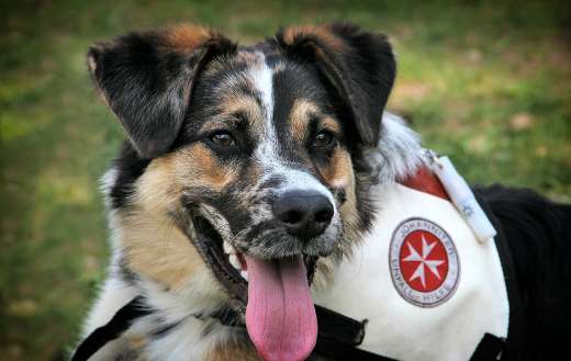 Rescue dog online