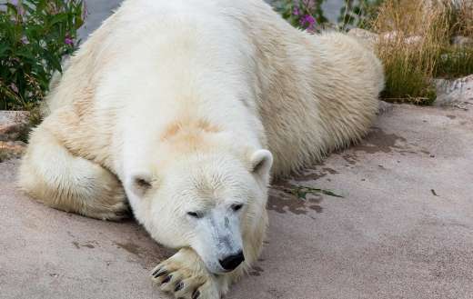 Ursus maritimus ranua zoo