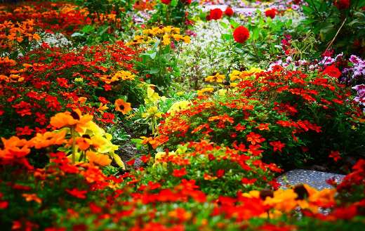 Garden flowers mix