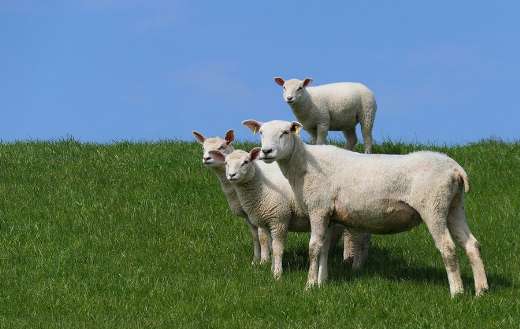 Group of sheeps