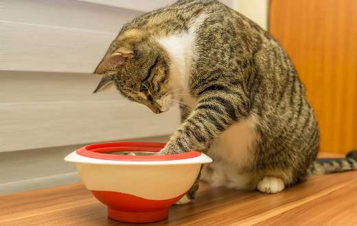 Pet cat taking food