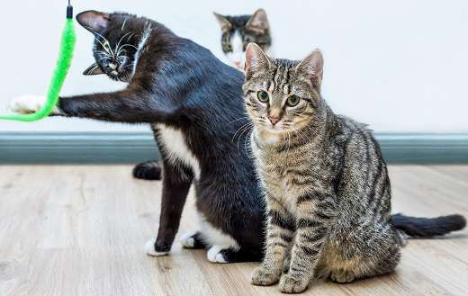 Three cats online