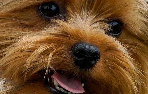 Yorkie puppy dog