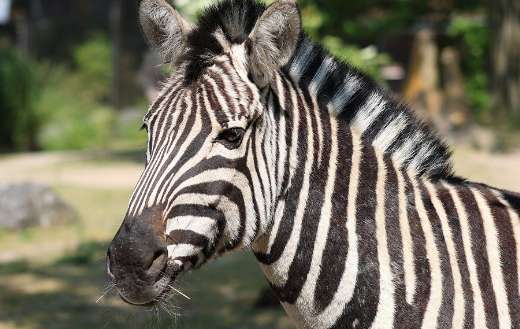 Zebra zoom picture
