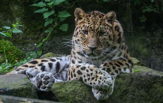 Zoo leopard animal