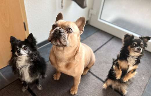 Three dog looked up