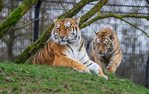 Two tiger 2 online