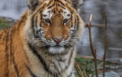Feline mammal tiger
