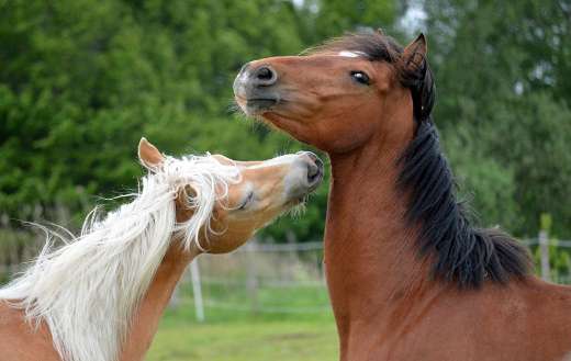 Playing horses 4