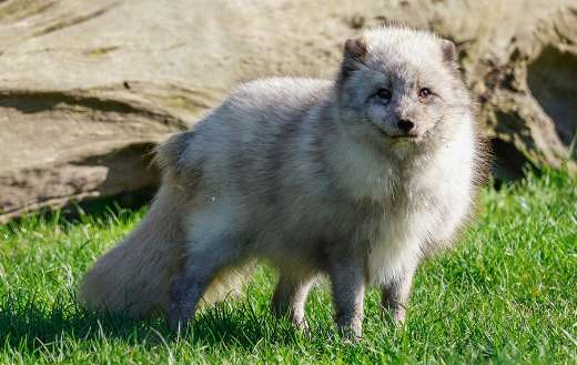 Polar fox online