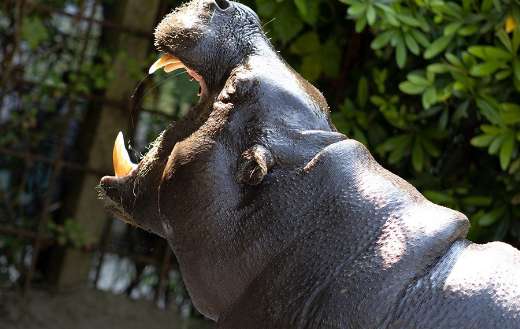 Pygymy hippopotamus