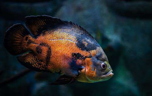 Red oscar fish