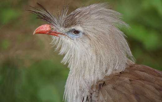 Siriema bird online