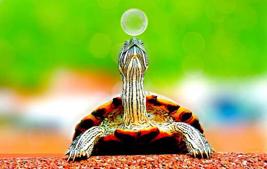 Turtle animal playing bubble