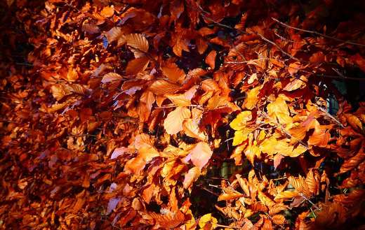 Autumn leaves looks