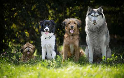 Four sitting dogs online