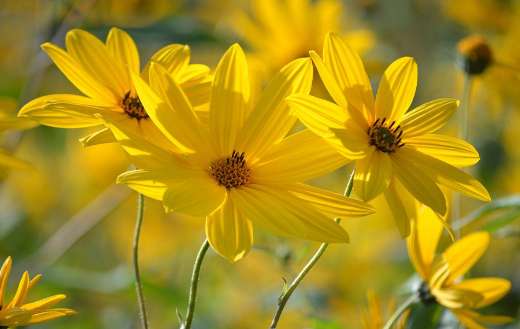 Jerusalem artichoke